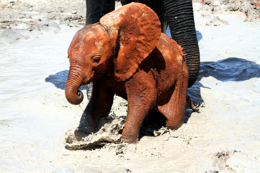 A muddy little elephant called Yetu ©The David Sheldrick Wildlife Trust