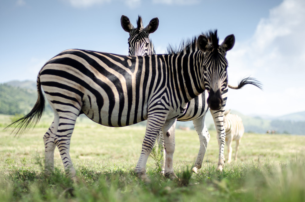 zebras-swaziland