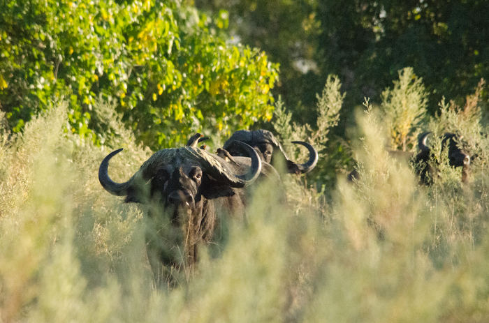 African lodges