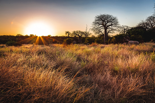 The Singing Grasses Of Africa - Africa Geographic