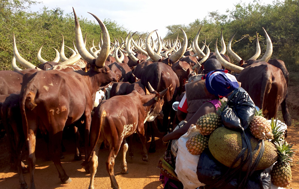 A traffic jam behind a herd of Ankole cattle ©Christian Boix