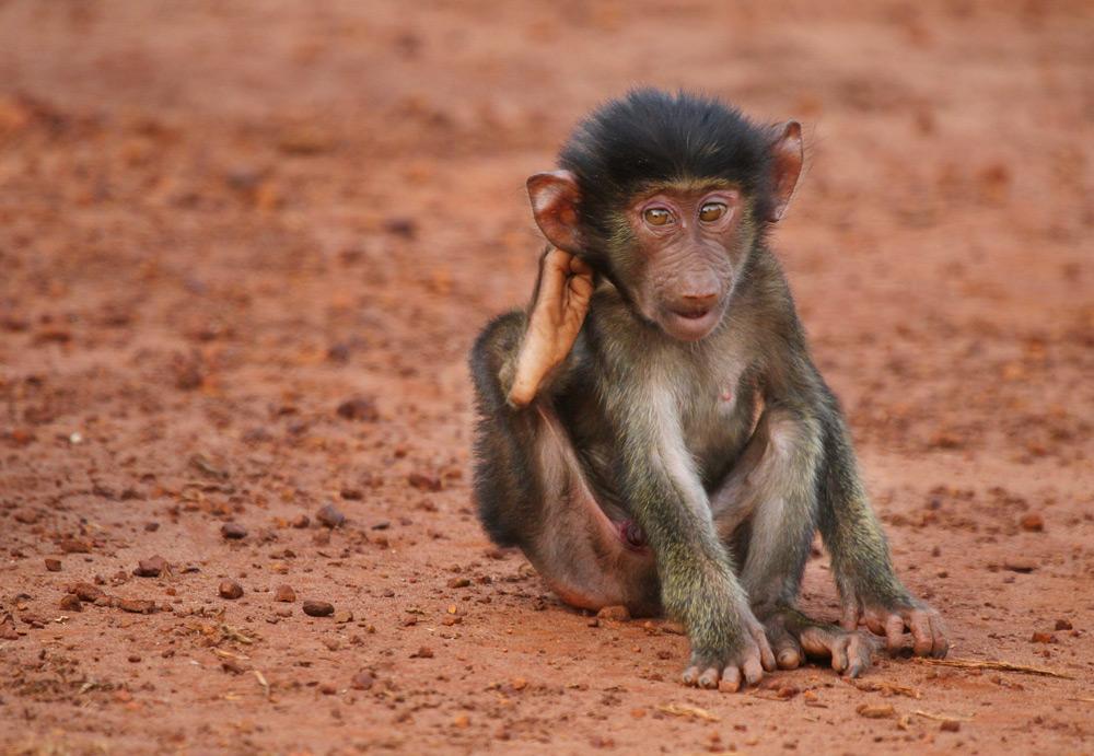 baby-baboon-scratching-behind-ear