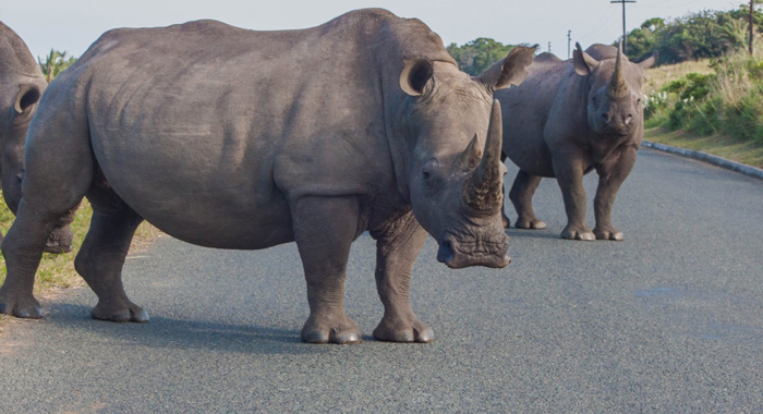 black rhinoceros vs white rhinoceros