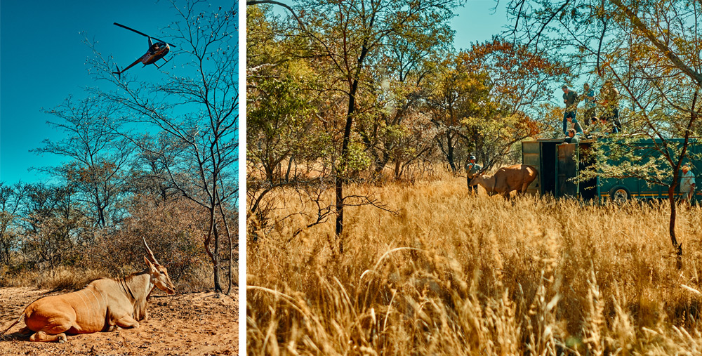 eland-capture-and-release-the-ant-collection