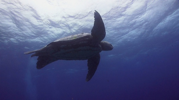 A prehistoric giant of the oceans – the leatherback turtle - Africa ...