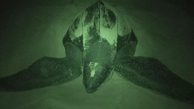 Sæbe I nåde af Bore A prehistoric giant of the oceans – the leatherback turtle - Africa  Geographic