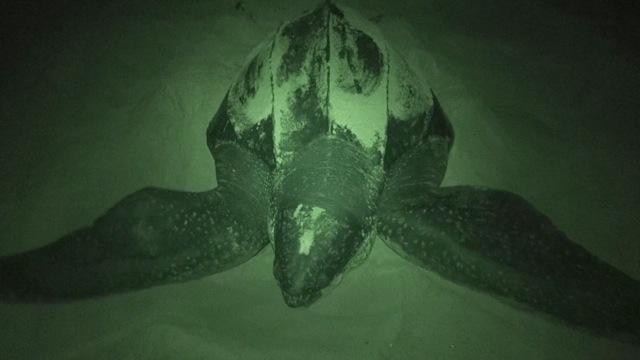 giant sea turtle