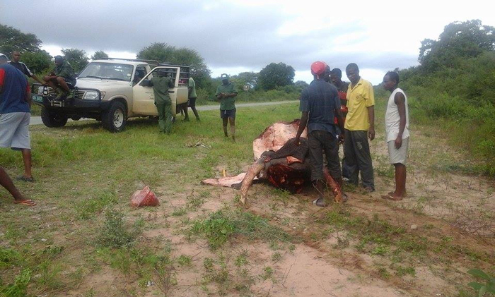 poaching-okavango