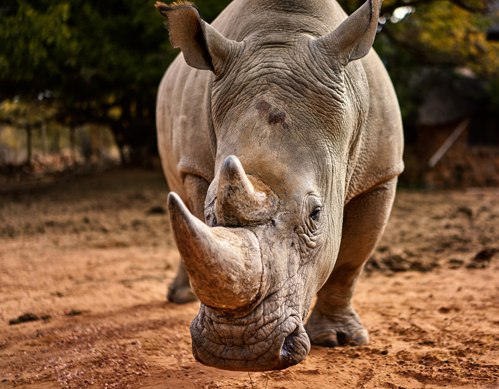 Rhino Rescue (Blu-Ray, 2009) National Geographic Beverly & Dereck Joubert  SEALED