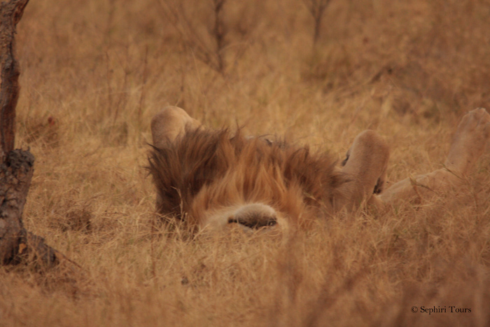 How fast are lions?