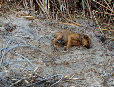 Poaching along the Okavango River - Africa Geographic