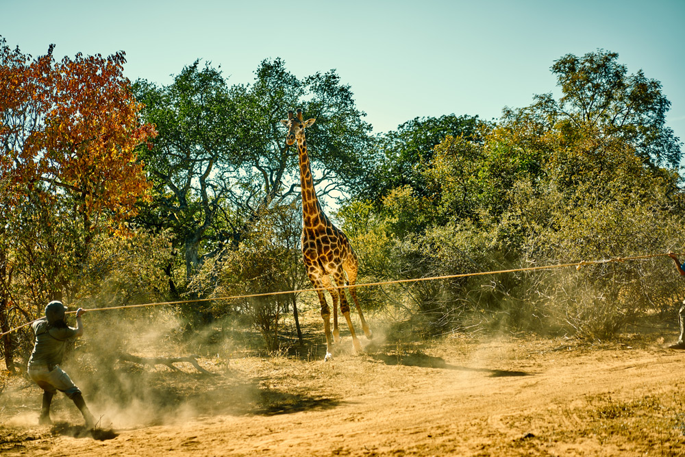 tripping-giraffe-the-ant-collection