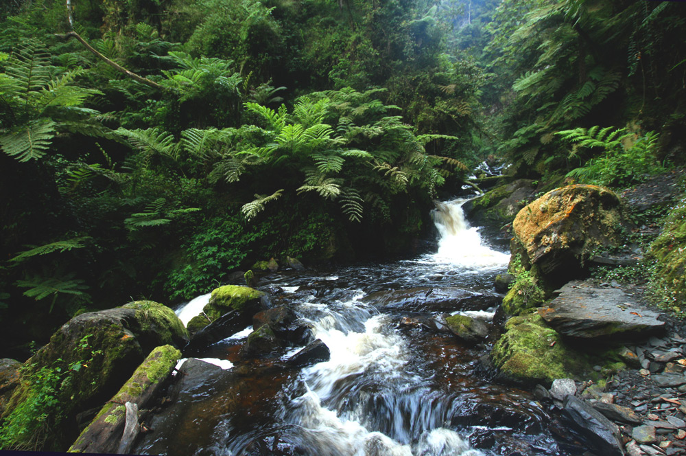 Healthy cascades on a waterfall trail in Nyungwe National Park ©Christian Boix