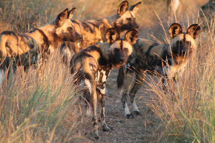 Protecting Kruger's wild dogs - Africa Geographic