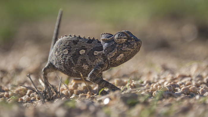 Namibian chameleon
