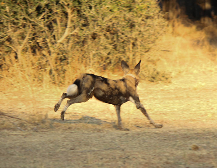 Wild dog chases on a walking safari Africa Geographic