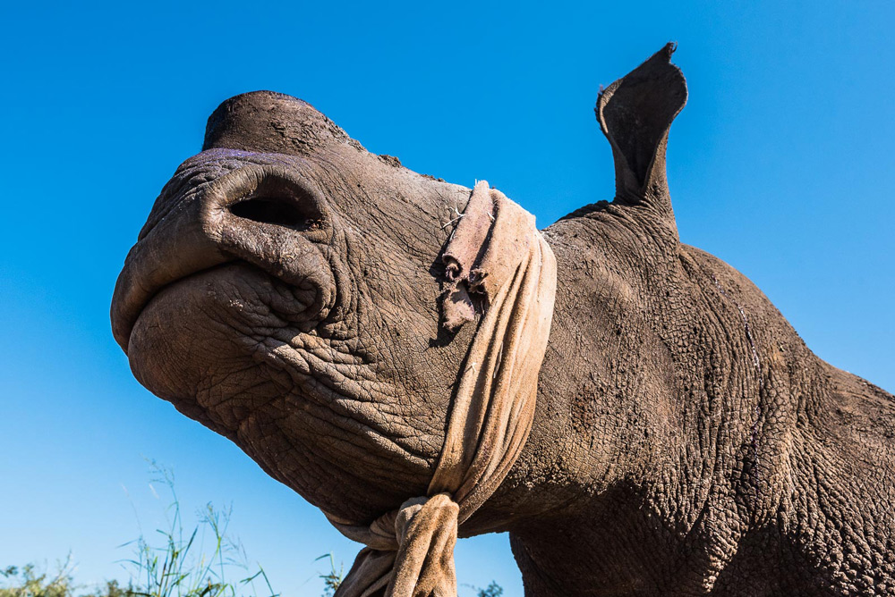 blindfolded-dehorned-rhino-peter-chadwick