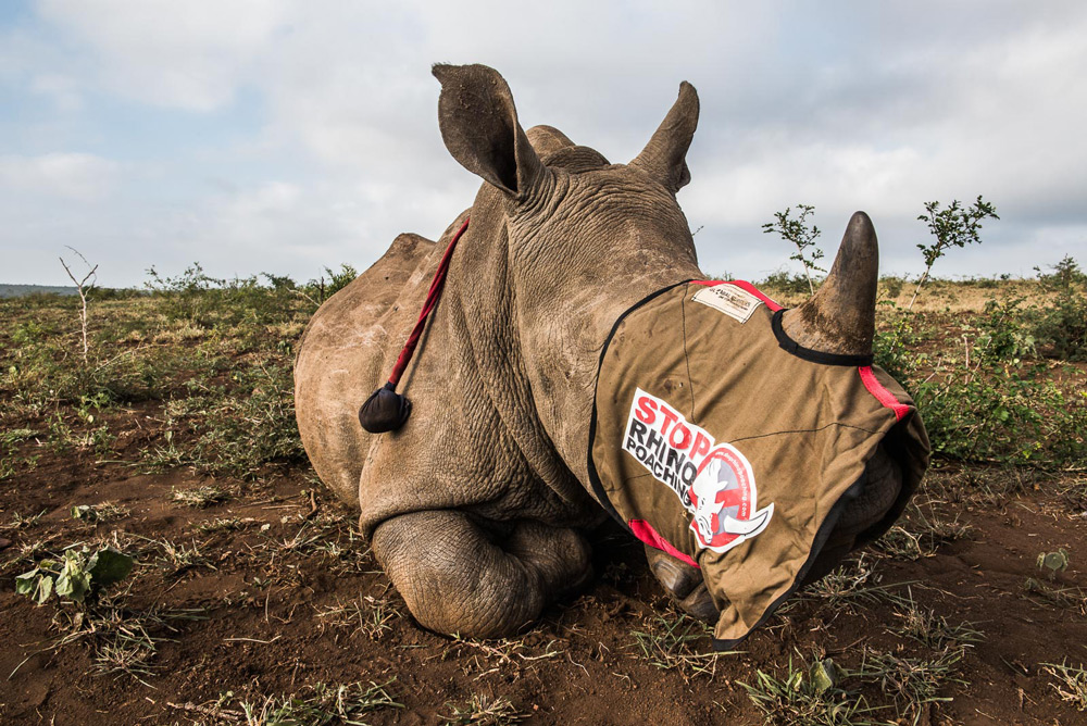 blindfolded-rhino-peter-chadwick