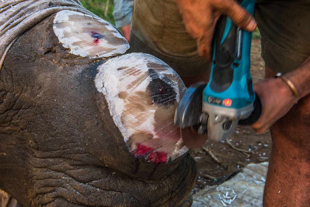 cutting-closely-rhino-horn-peter-chadwick