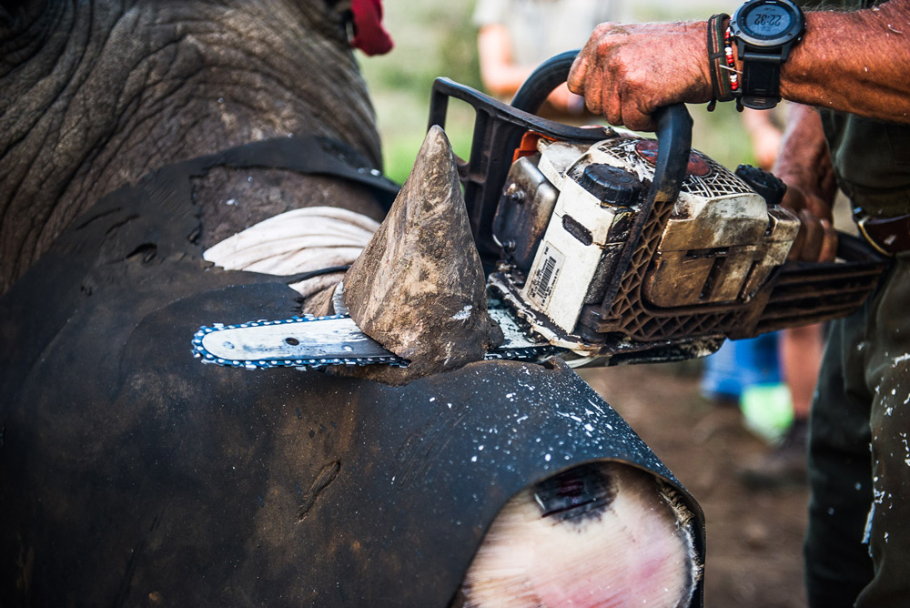 cutting-rhino-horn-with-chainsaw-peter-chadwick