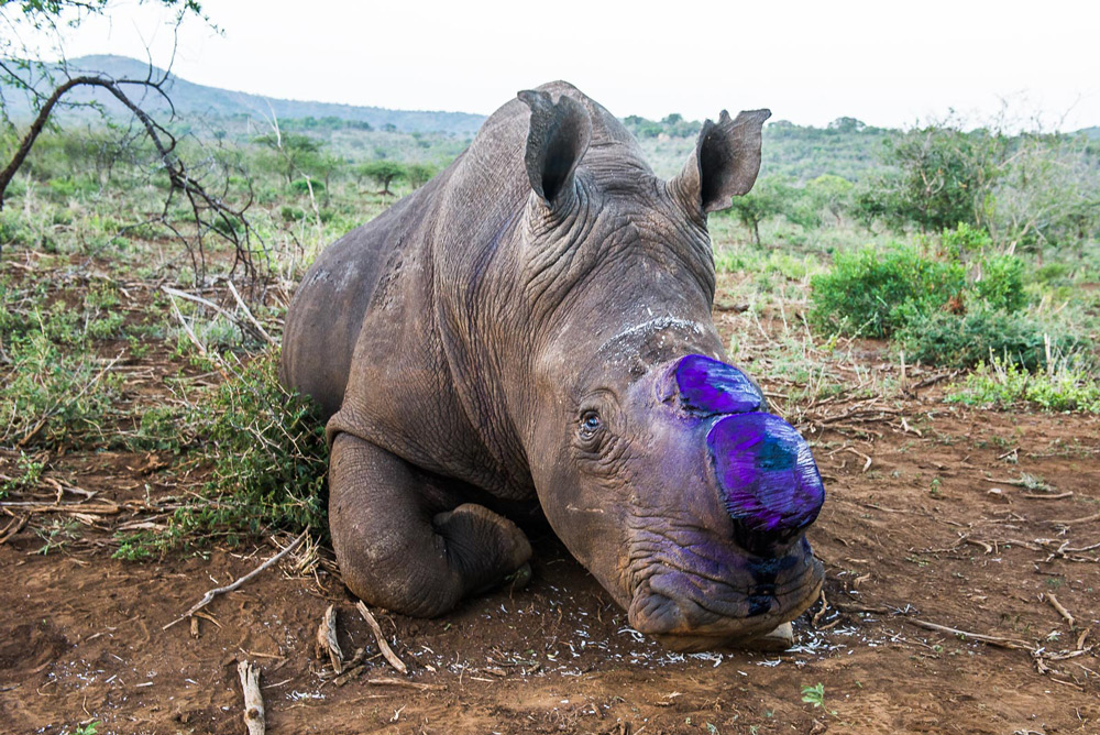 dehorned-rhino-peter-chadwick