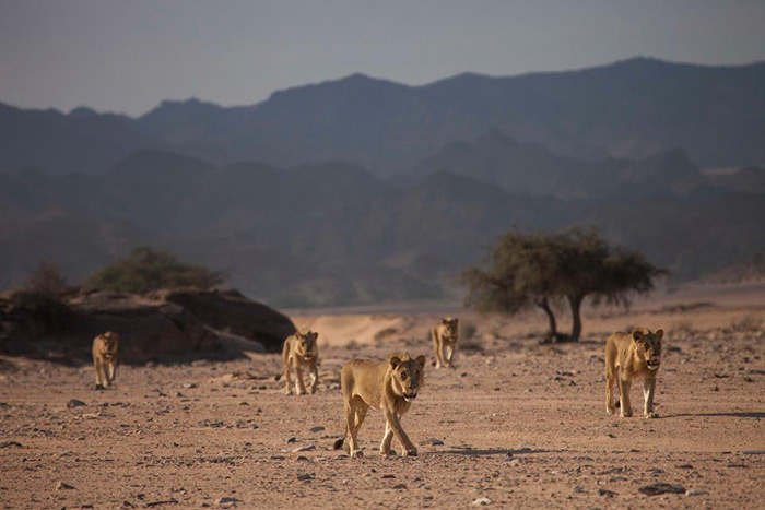 Five desert-adapted lions in Namibia