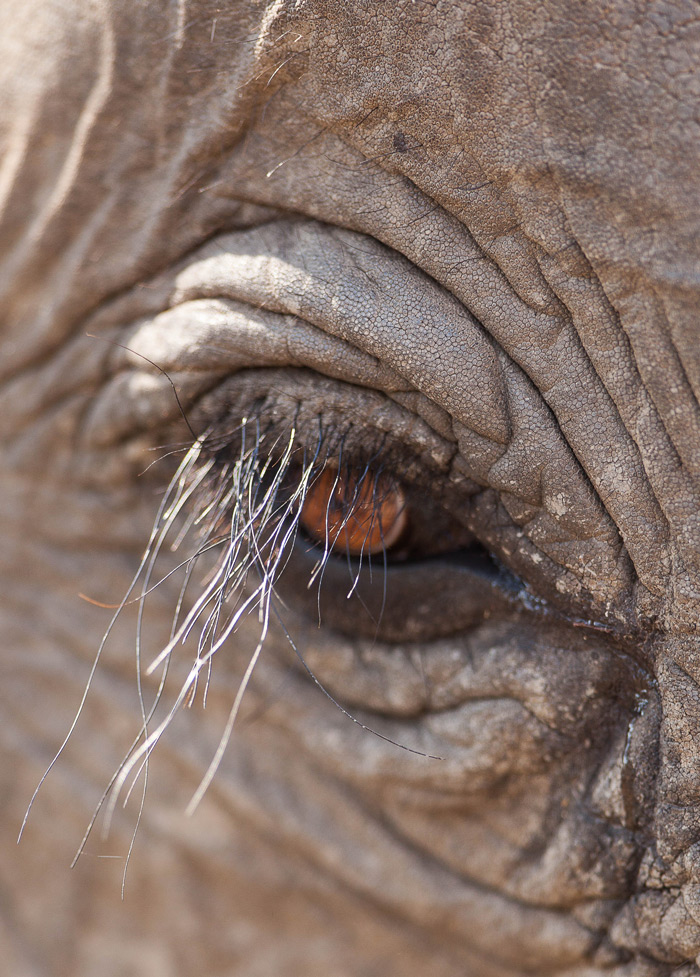 elephanteye Africa Geographic