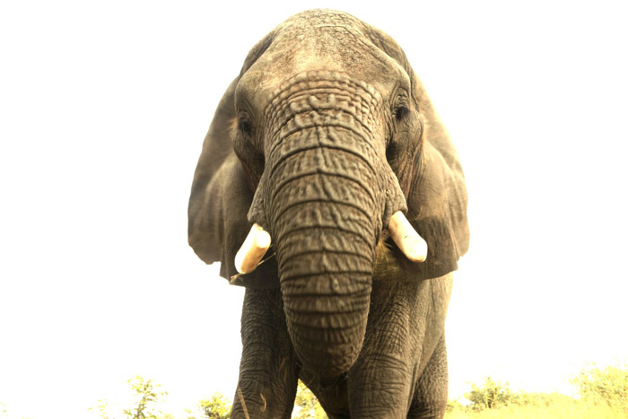 elephant-selfie-francis-garrard
