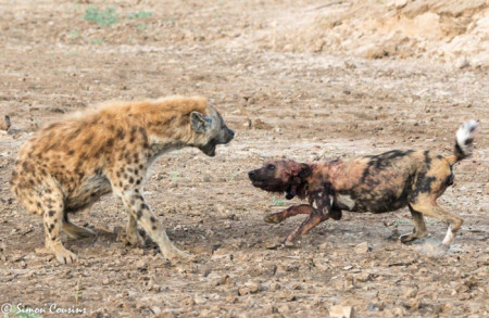 A hyena's plan bites it in the bum! - Africa Geographic