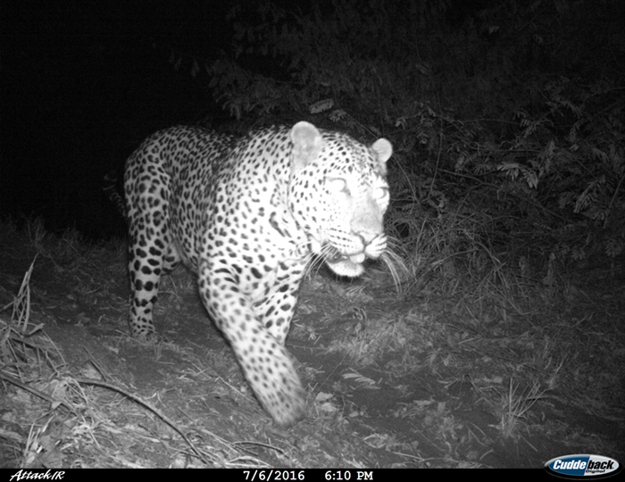 Caught on camera – The leopards of Leopard Mountain Safari Lodge ...