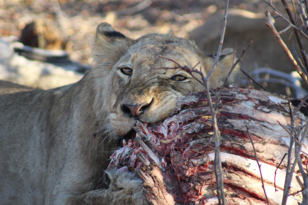 lion-buffalo-carcass