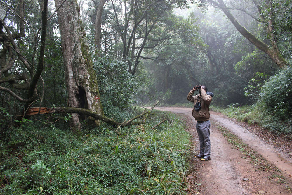 mariepskop-birdwatching-simon-espley