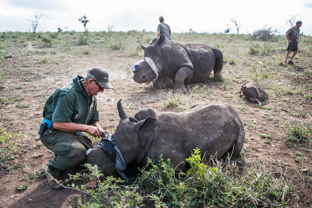 rangers-with-dehorned-rhinos-peter-chadwick