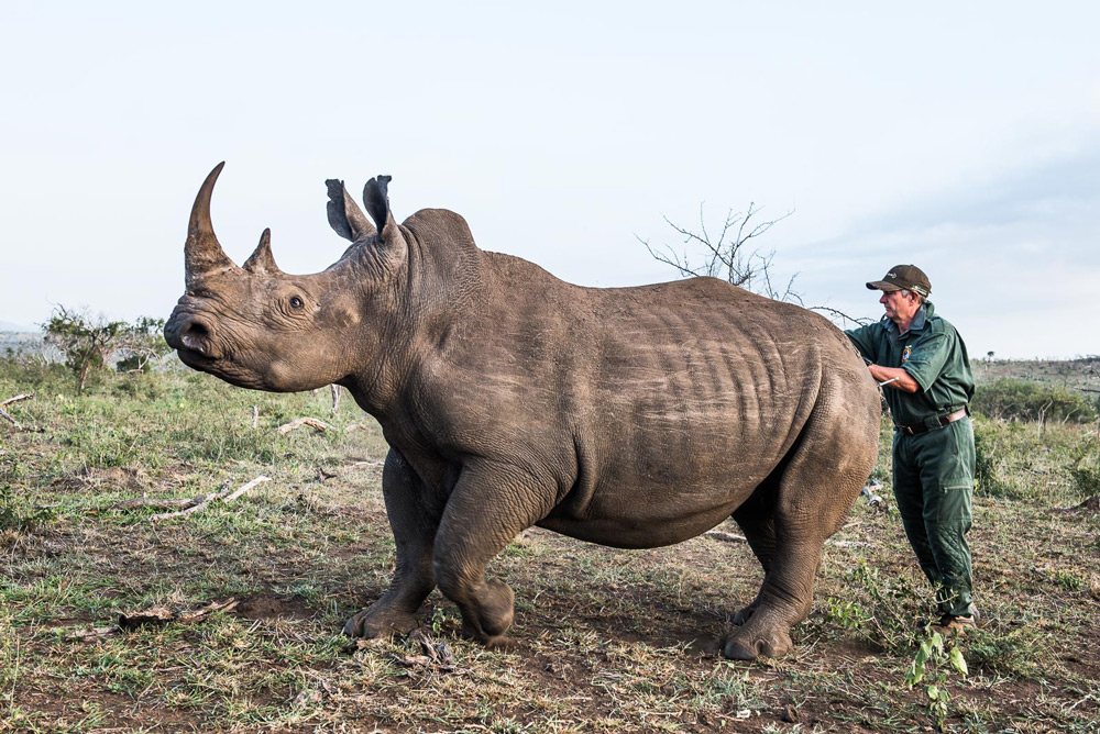 rhino-and-ranger-peter-chadwick