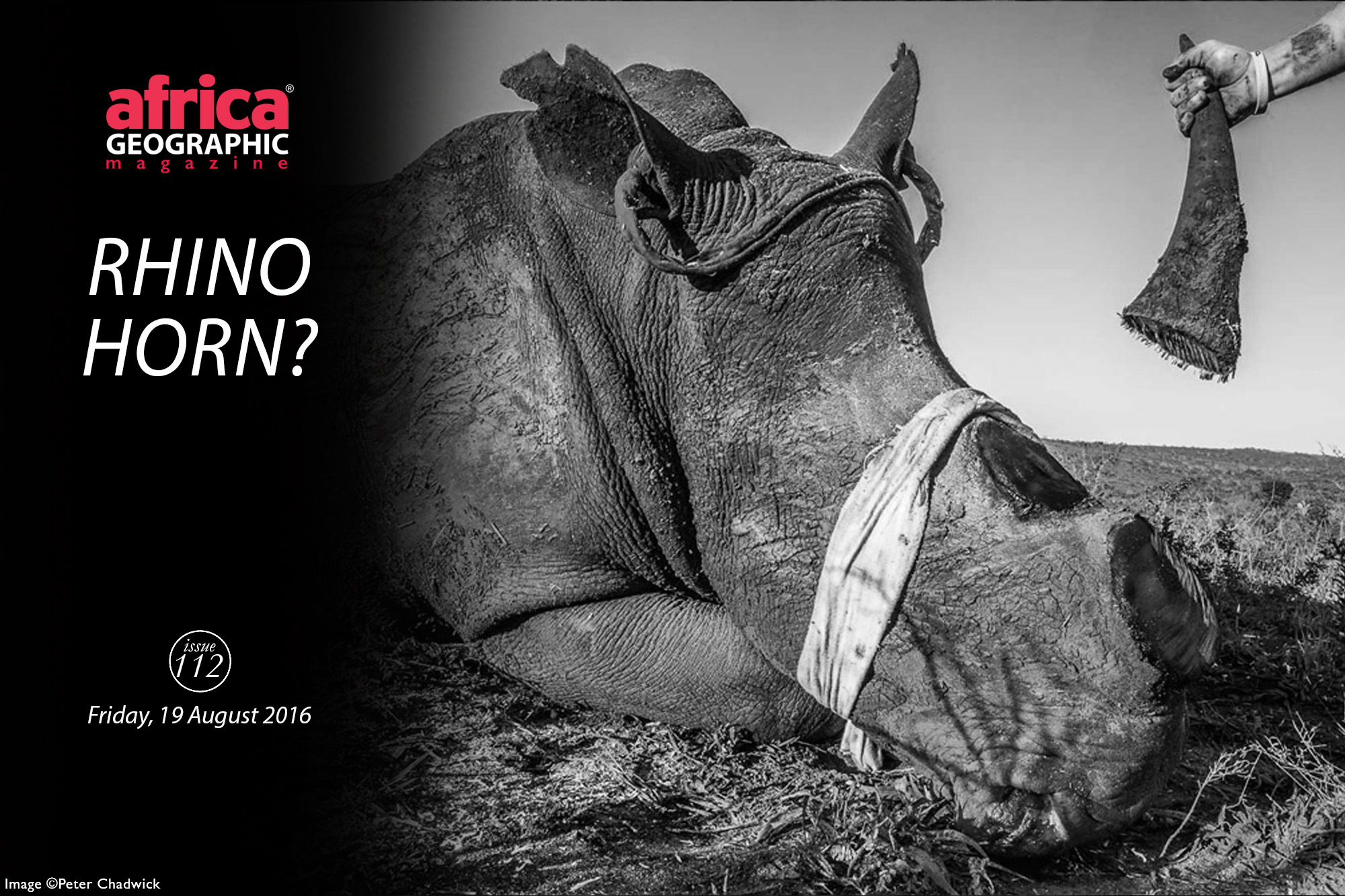 Why Are Rhino Horns Worth More Than Gold? 