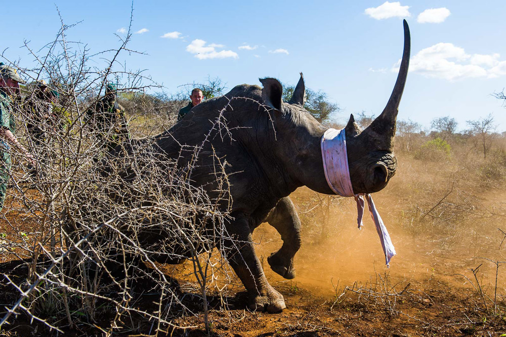 rhino-long-horn-peter-chadwick