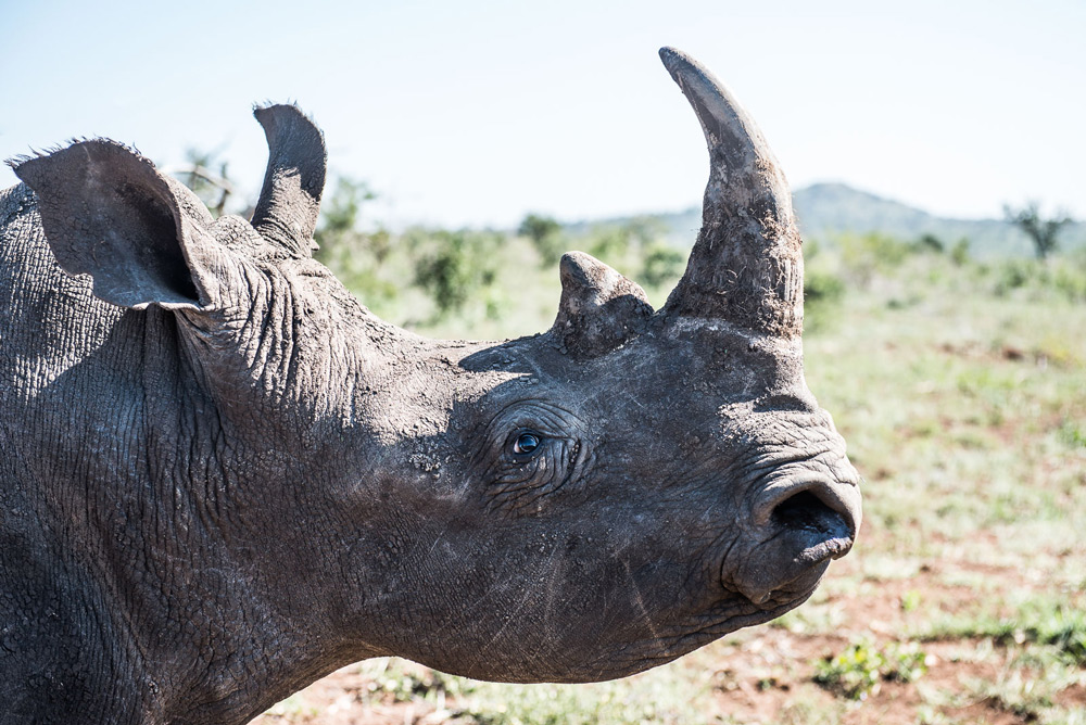 side-profile-rhino-peter-chadwick