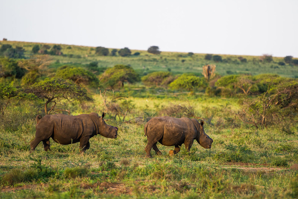 two-dehorned-rhinos-peter-chadwick