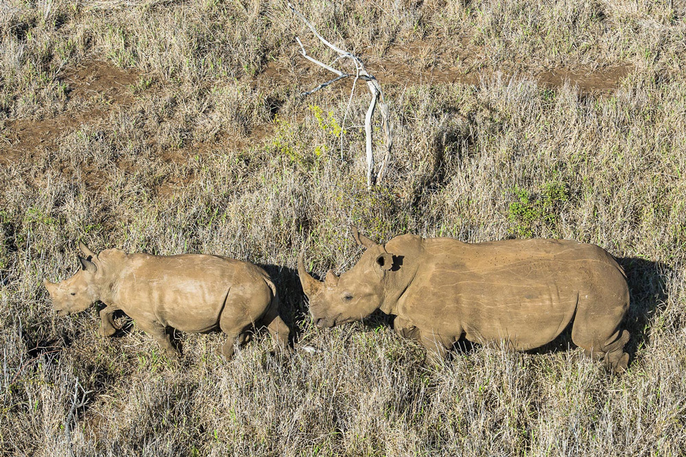 Rhino horn? - Africa Geographic