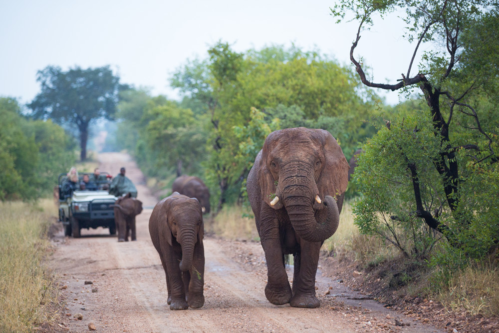 Following elephants on safari in a private game reserve ©Villiers Steyn