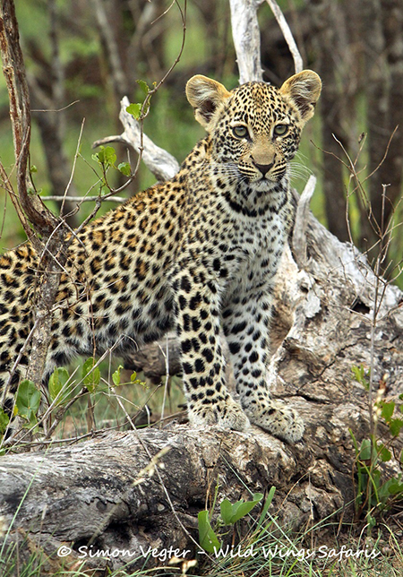 leopard - Africa Geographic