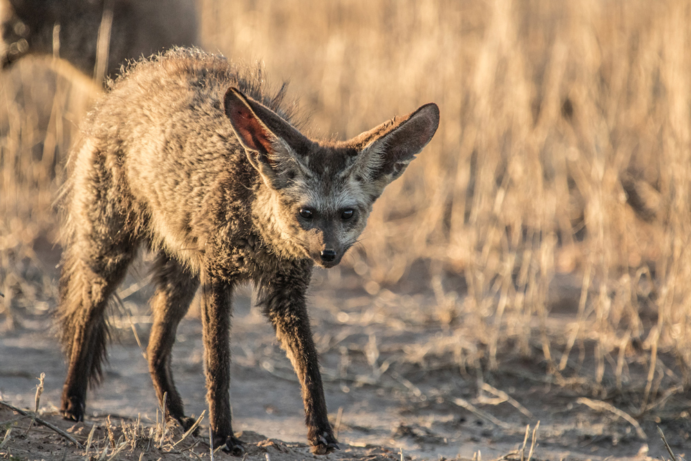 bat-eared-fox-kgalagadi-samuel-cox