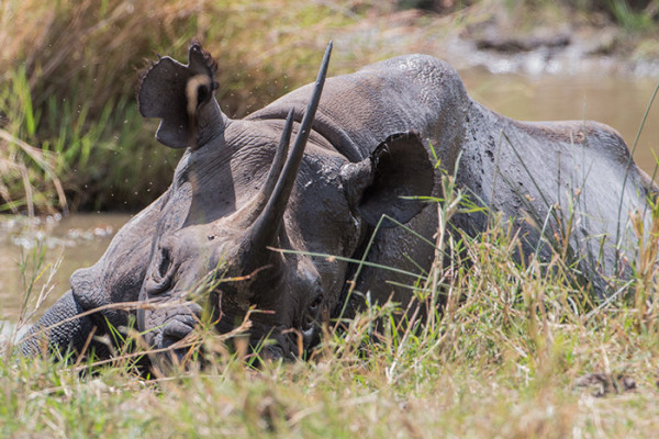 Black-rhino-serengeti-mud-portrait - Africa Geographic