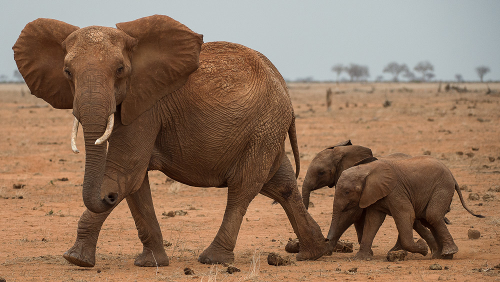 elephant-and-babies-tsavo