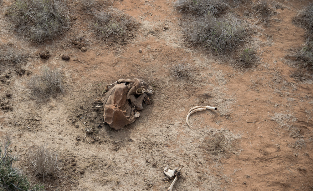 elephant-carcass-tsavo