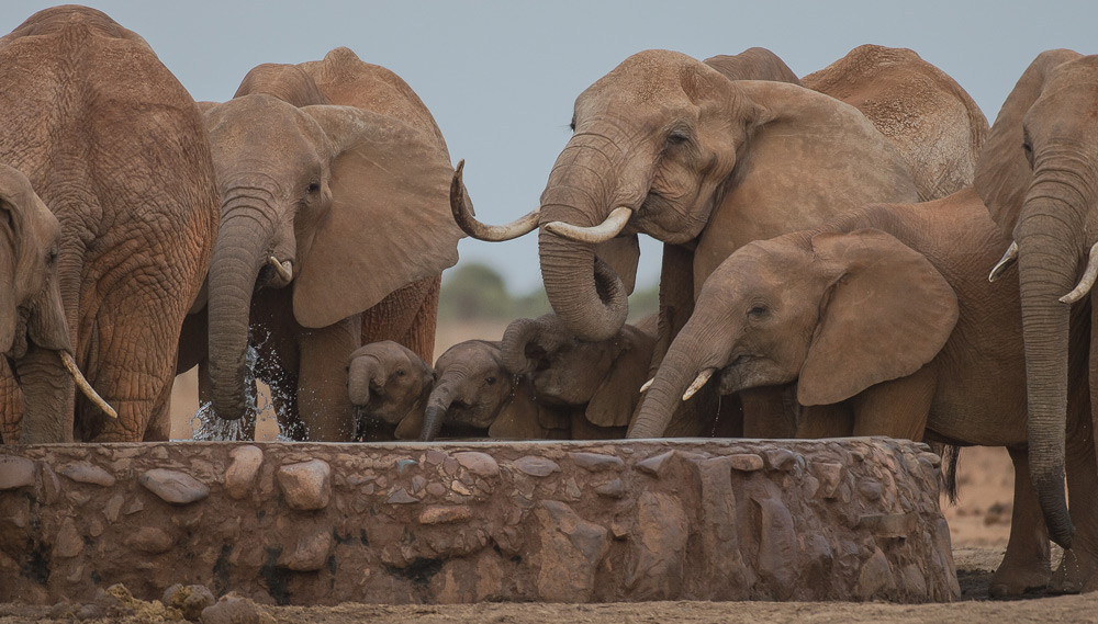 elephant-herd-drinking