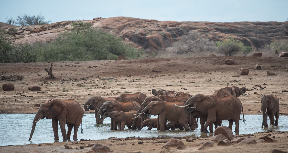 elephant-herd-waterhole-tsavo