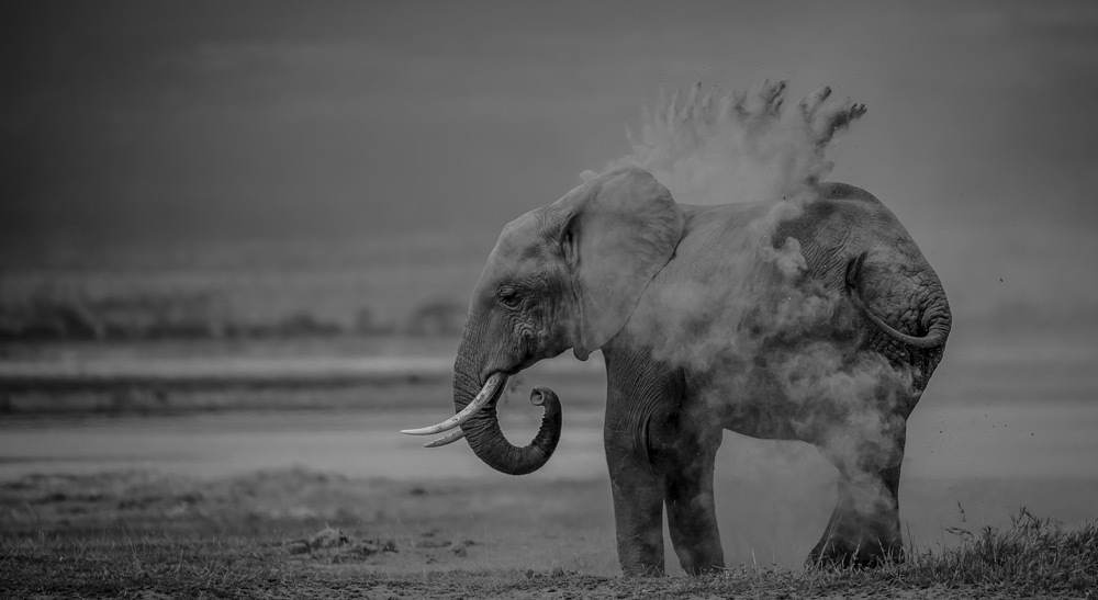 elephant-in-dust