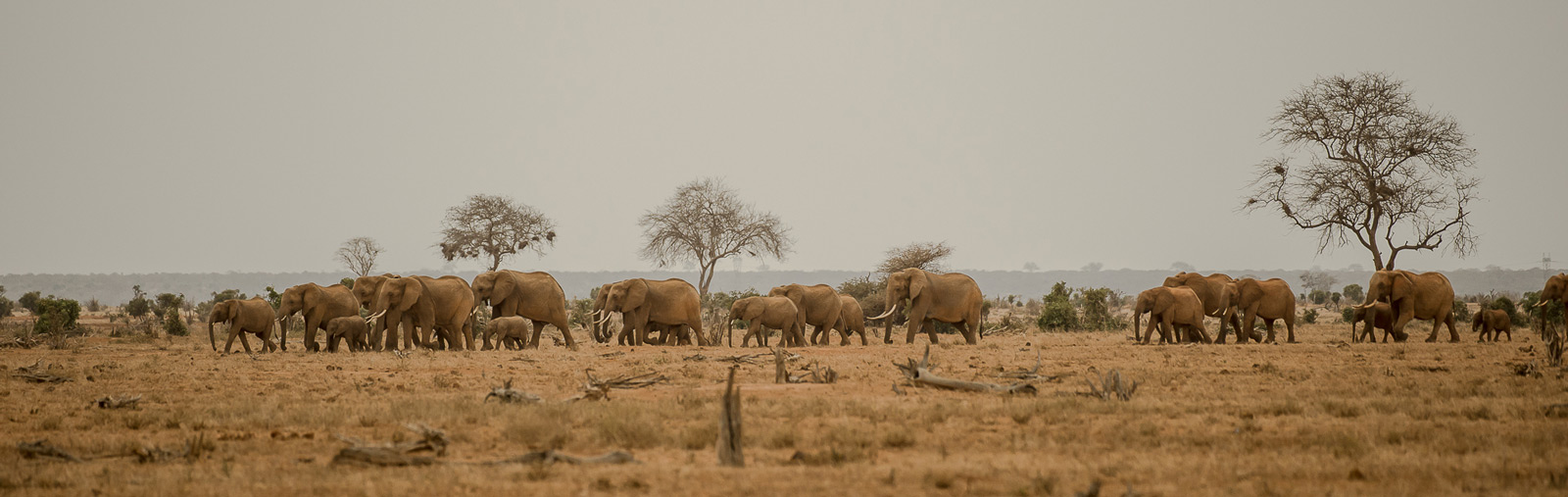 elephant-pano-tsavo