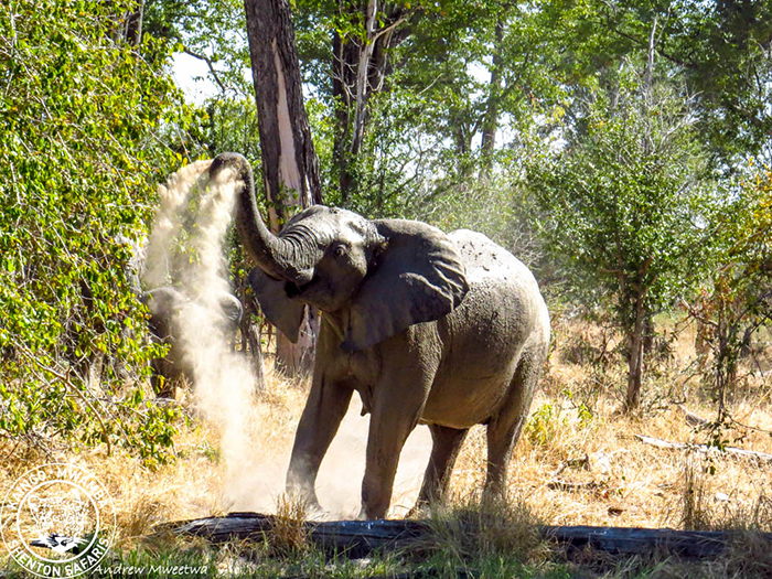 Being charged by an elephant on foot - Africa Geographic